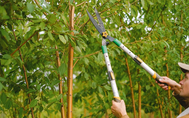 Tree trimming in Beacon, IA