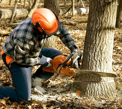 Tree Removal in Beacon, IA
